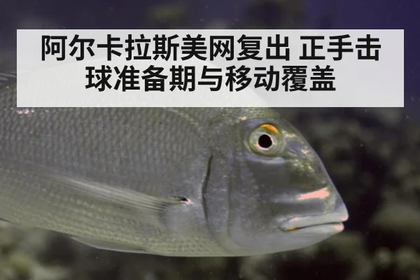 阿尔卡拉斯美网复出 正手击球准备期与移动覆盖
